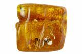 Fossil Fly (Diptera) In Baltic Amber - Great Eyes #120674-2
